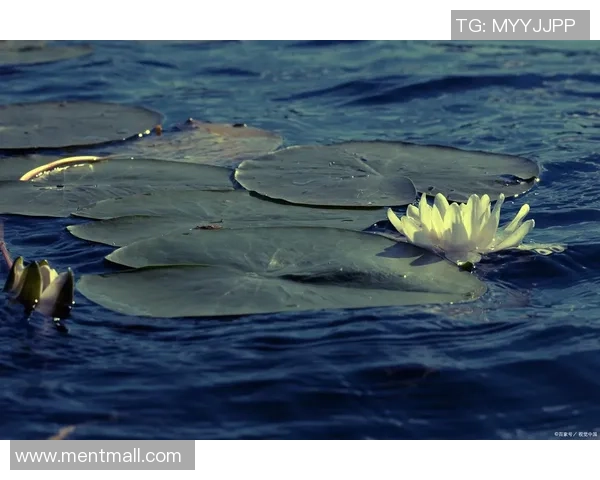 水户蜀葵与心灵的交汇探讨生命的意义与自然的和谐